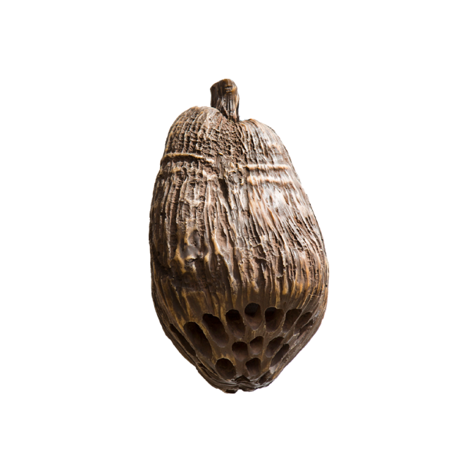 Rockustics COCONUTZ 5.25" two-way Outdoor Coconutz Speaker